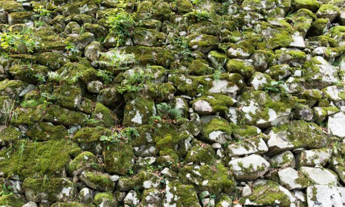 Moss on a stone wall
