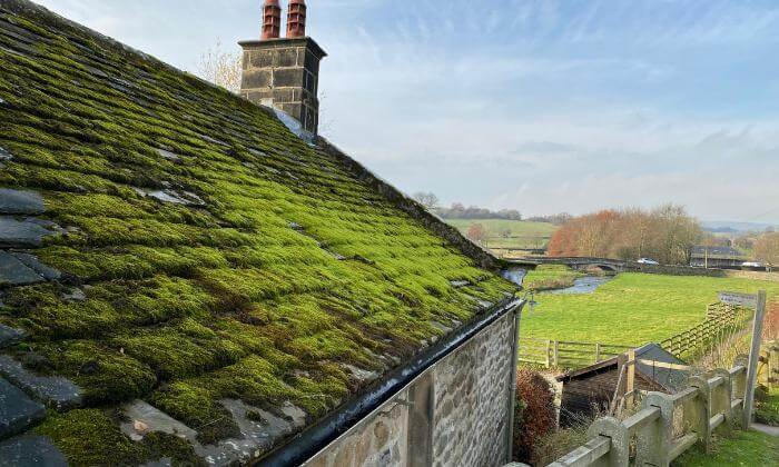 Зелене покриття на даху